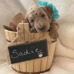 Goldendoodle Puppies from Izzy's Doodles