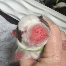 Chocolate male (lime green collar) - Seal and white male Boston Terrier puppy in Des Moines, Iowa from Razmom's Boston Terriers