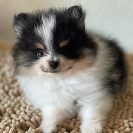 Boy 1 - Tri-colored male Pomeranian puppy in Jamestown, California from Park Avenue Poms