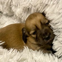 Girl 1 - Cream Dachshund puppy in Vanceburg, Kentucky from Faith Ann's Dachshunds