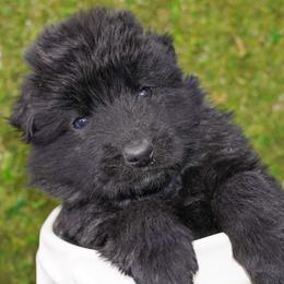 Brown Collar - Black male German Shepherd puppy in Howell, Michigan from Sheyenne Buentello's German Shepherds