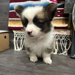 Grey collar boy - Sable male Pembroke Welsh Corgi puppy in Flat Rock, Alabama from Fluffy Butt Acres