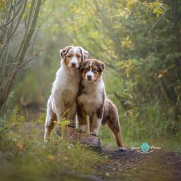 Australian Shepherd Puppies from Crystalbrook Aussies