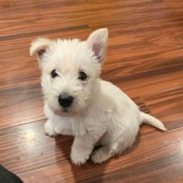 Edward- wheaten color - Wheaten male Scottish Terrier puppy in Mount Vernon, Washington from Scottish Terrier Sandra T