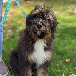 Poppy - Bernedoodle