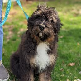 Poppy - Bernedoodle