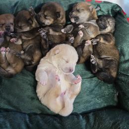 Shiro      (BOY 5) - Cream male Shiba Inu puppy in Denver, Colorado from Diamonds In The Ruff Boston Terriers