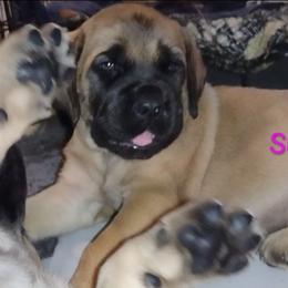 Sunny - Apricot female Mastiff puppy in Pleasanton, Texas from RKS Mastiff