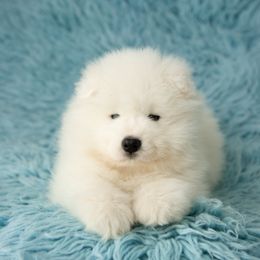 Samoyed Puppies from Rowan Hill Samoyeds
