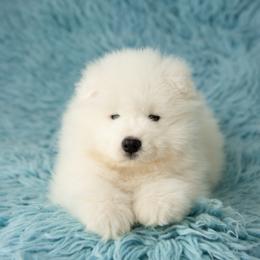 Samoyed Puppies from Rowan Hill Samoyeds