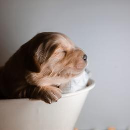 Golden Retriever Puppies from UnrivaledGoldens