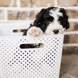 Pumpkin - Black and white male Bernedoodle puppy in Conroe, Texas from Cookie's Cuties