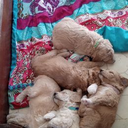 Poodle Puppies from Southwest Standards