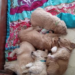 Poodle Puppies from Southwest Standards