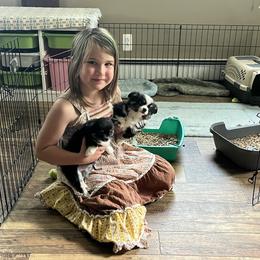Chihuahua Puppies from Rossmoyne Chihuahuas