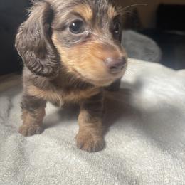 Light Cocolate Girl - Chocolate and tan female Dachshund puppy in California from Wild Weenies - Dachshund Ranch