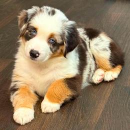 Blue Merle female - Blue merle female Miniature Australian Shepherd puppy in Brooker, Florida from Honey, I Shrunk the Aussies