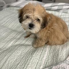Shichon Puppies from Great Lakes Teddy Bear Dogs