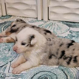Australian Shepherd Puppies from Folklore Australian Shepherds