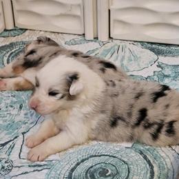 Australian Shepherd Puppies from Folklore Australian Shepherds