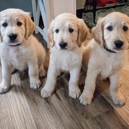 Goldendoodle Puppies from Middle Tennessee Golden Doodles