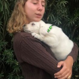 Labrador Retriever Puppies from AKC Arcadia Labs