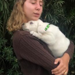 Labrador Retriever Puppies from AKC Arcadia Labs
