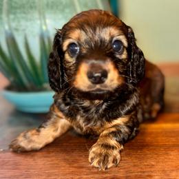 AKC Shodow - Dapple male Dachshund puppy in Knoxville, Tennessee from Thea's Puppies