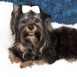 Yorkshire Terrier All Grown Up from Absolut' Parti Yorkies