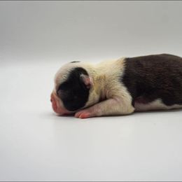Jello - Black brindle and white female Boston Terrier puppy in Youngstown, Pennsylvania from Kingston Boston Terriers