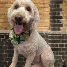 Riley - Goldendoodle