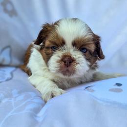 Poodle, Shichon, Shihpoo, Shih Tzu, and Shorkie Puppies from Ever After Tails