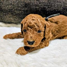 Pleakley - Red  male Goldendoodle puppy in Forest, Ohio from Mini Doodle Buddies