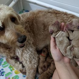 Goldendoodle Puppies from Beloved Texas Doodles
