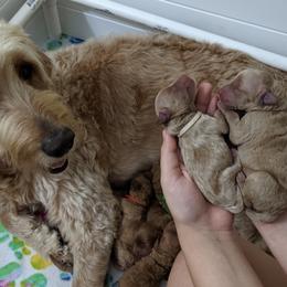 Goldendoodle Puppies from Beloved Texas Doodles