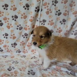 Collie Puppies from Boorman Mountain Kennel