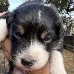 Girl 1 - female Australian Shepherd puppy in San Jose, California from Dirty Laundry Australian Shepherds