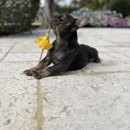 French Bulldog Puppies from Jesikah408