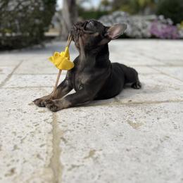 French Bulldog Puppies from Jesikah408