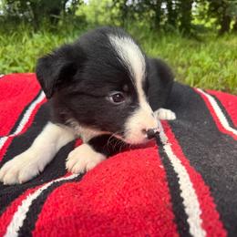 Skywalker - Black and white male Border Collie puppy in Winnsboro, Texas from Pecan Grove Pups