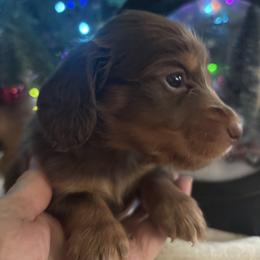 Ash - Chocolate and tan male Dachshund puppy in Argos, Indiana from TKO Doxies