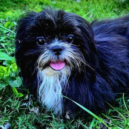 Hennessey - Shih Tzu