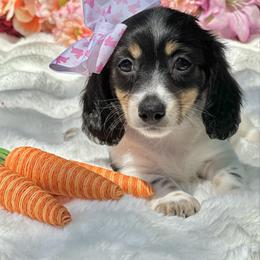 Rosabelle - Piebald female Dachshund puppy in Lakeland, Florida from Elite Doxies Florida
