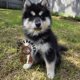 Mari McCabe - Black and white female Pomsky puppy in Blaine, Minnesota from Yuna's Pomsky