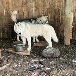 Zuko - Siberian Husky