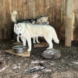 Zuko - Siberian Husky