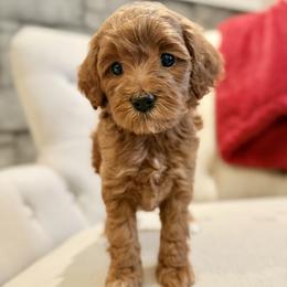 Sugar (purple) - Red  female Goldendoodle puppy in Twin Falls, Idaho from Magic Valley Family Doodles