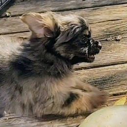 Sparkles (Chihuahua x Yorkie) - Blue merle male Chihuahua puppy in Weatherford, Texas from Small and Mighty Chihuahuas