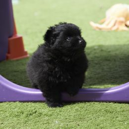 PJ - Black male Pomeranian puppy in Johns Island, South Carolina from Abbapoola Poms