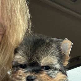 Yorkshire Terrier Puppies from Fall River Yorkies